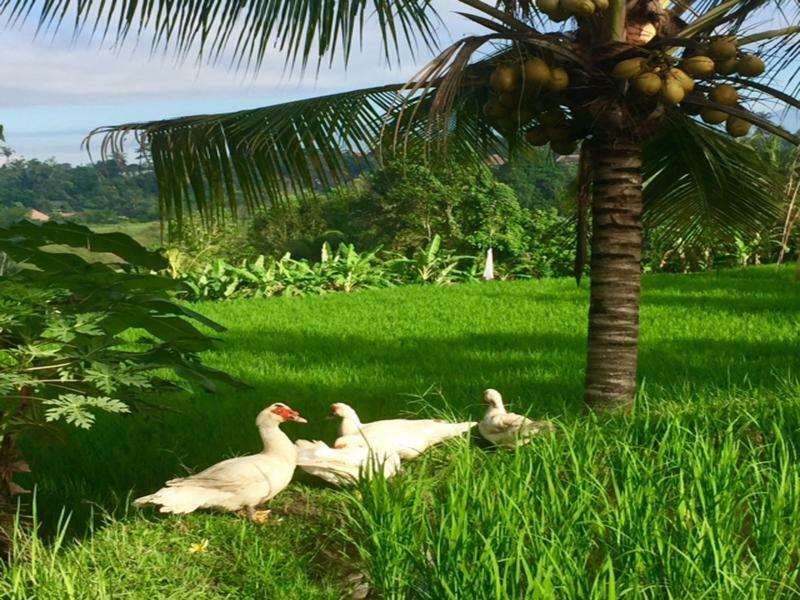 Bisma Cottages Ubud Exterior foto